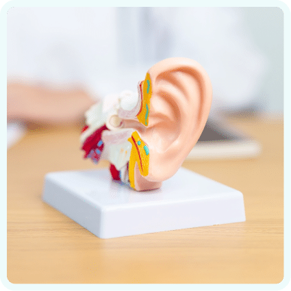 Anatomy model of the human ear
